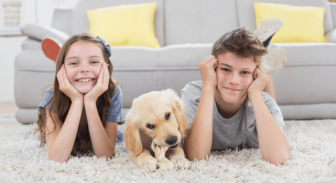 Westland Carpet and Floors business image
