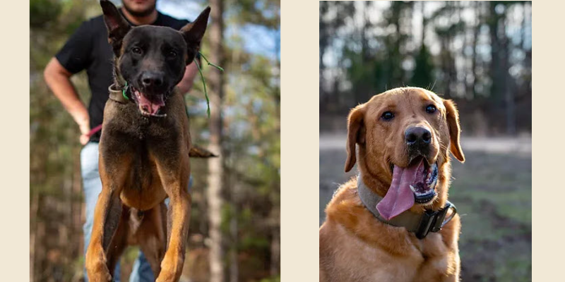 S.N. K9 business image