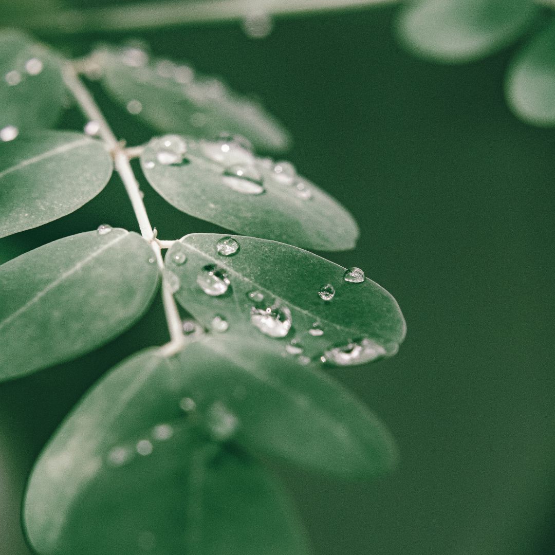 EzMoringa business image